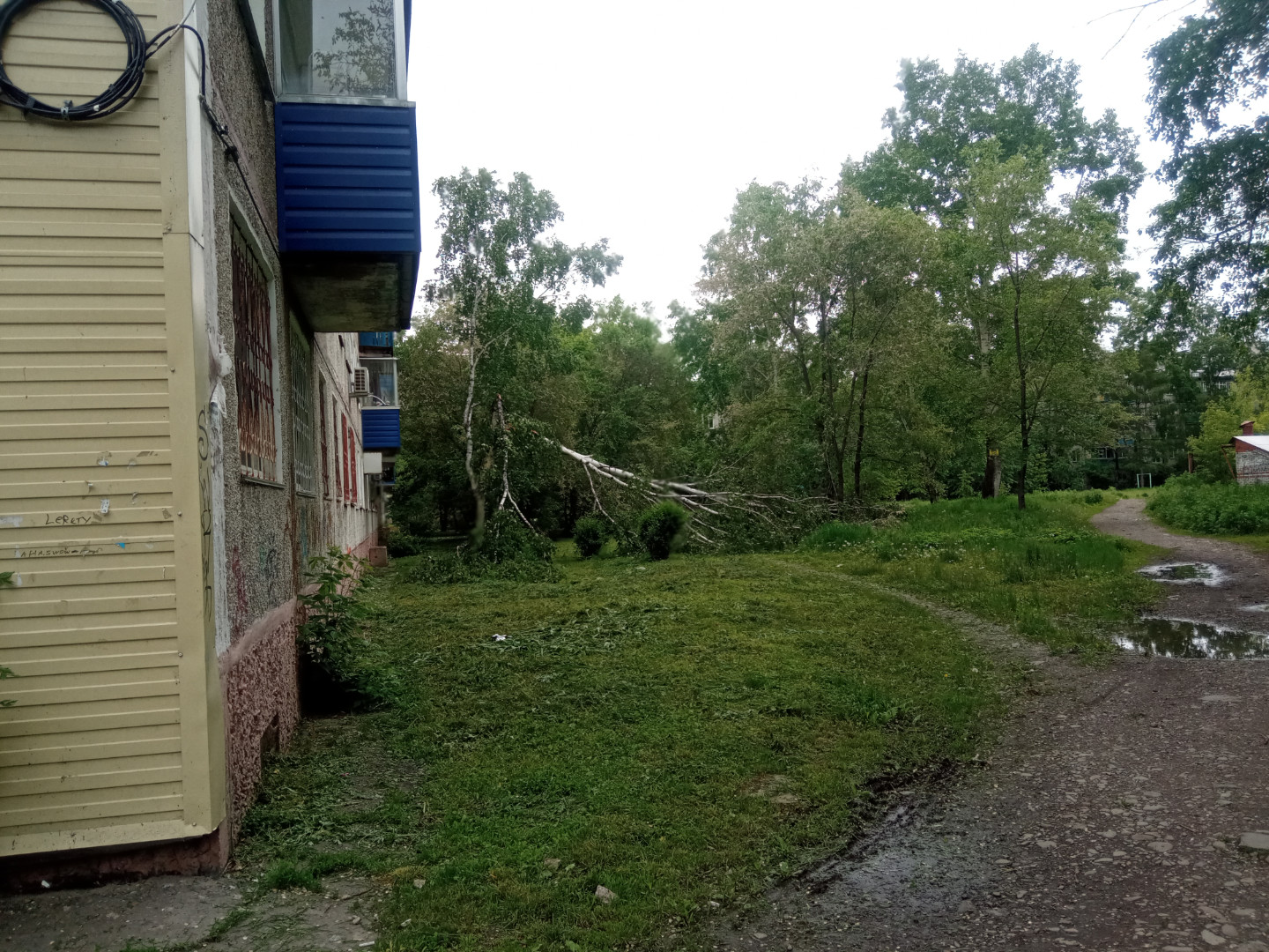 Наш Комсомольск - Под окном вплотную у МКД растут деревья и аварийное  дерево у МКД