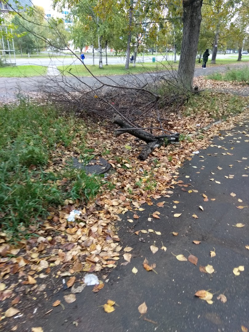 Наш Комсомольск - не убрали сломанные ветки деревьев